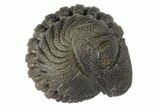 Wide, Bumpy Enrolled Morocops Trilobite #125160-2